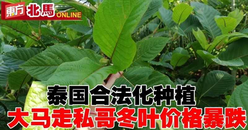 泰國合法化種植後　大馬走私哥冬葉價格暴跌