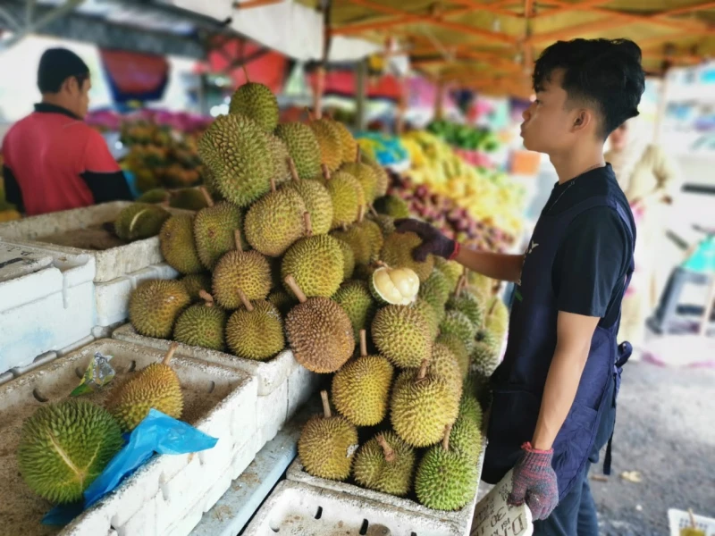 斗湖混種榴槤價格堪比D24