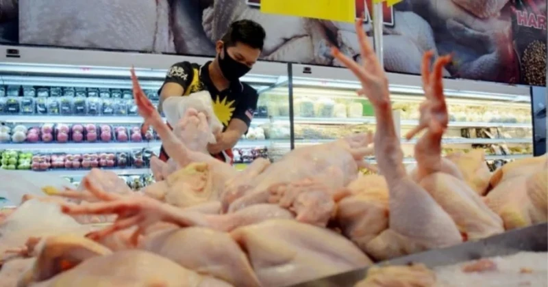 國內雞農增產肉雞 農民組織管理局不增進口雞肉