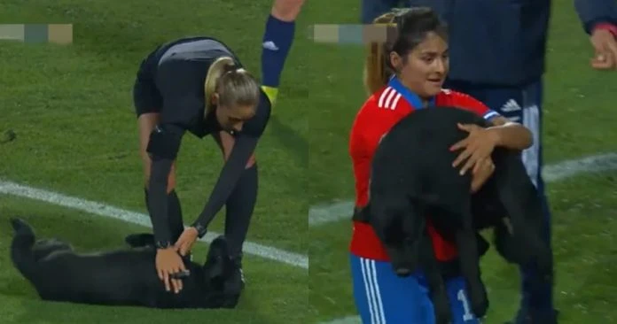 亂入國際足球賽事 黑狗闖賽場到處賣萌討摸摸