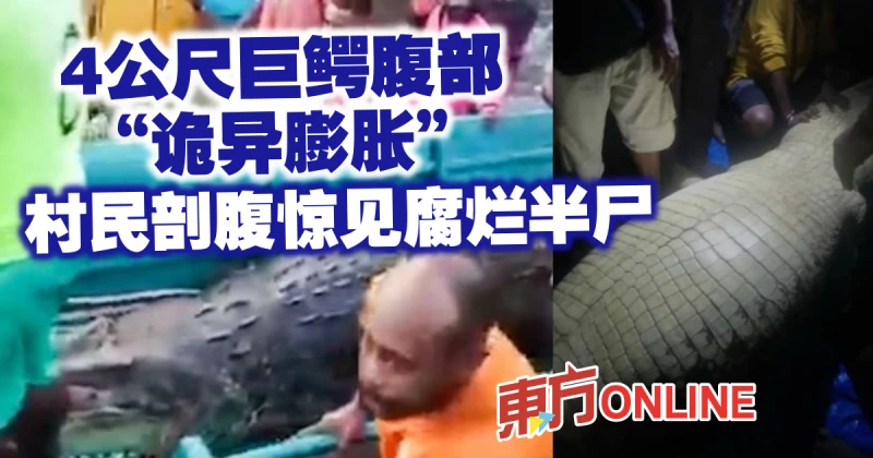 4公尺巨鱷腹部「詭異膨脹」　村民剖腹驚見腐爛半屍