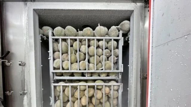 馬來西亞液氮短缺 成冷凍榴槤出口隱憂
