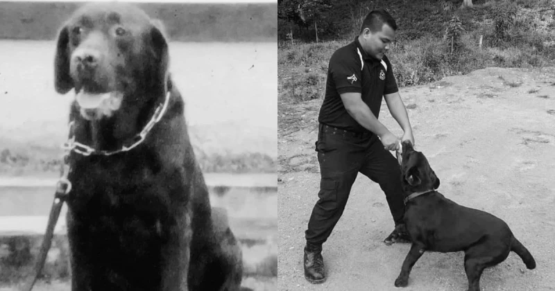 警犬老死　獲彭警隊致最後敬禮