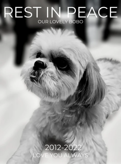 寵物犬送寵物酒店寄宿走失 流浪3天被發現已車禍離世