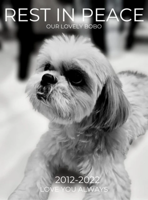 寵物犬送寵物酒店寄宿走失 流浪3天被發現已車禍離世