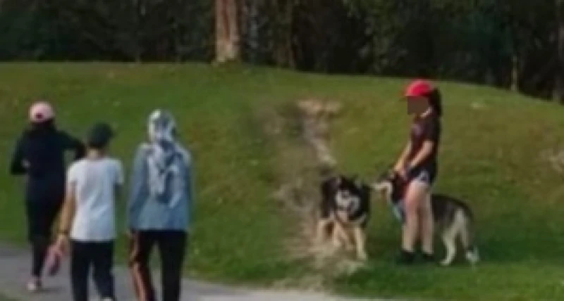 公眾太平湖公園遛哈士奇引爭議 市會聲明公園禁止遛狗