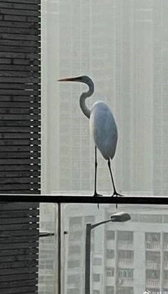 林青霞失火豪宅是生日禮　曾秀奢華內部有「超級堡壘」美譽