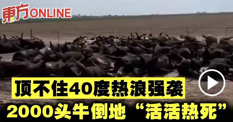 頂不住40度熱浪強襲　2000頭牛倒地「活活熱死」