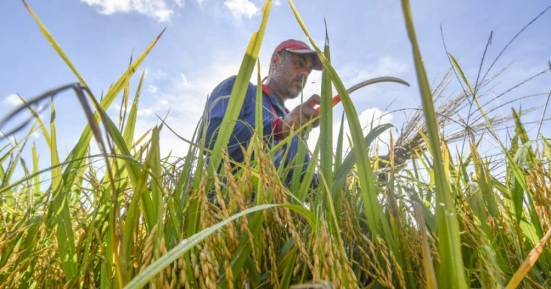 為確保稻米供應　學者建議將稻田列為保留地