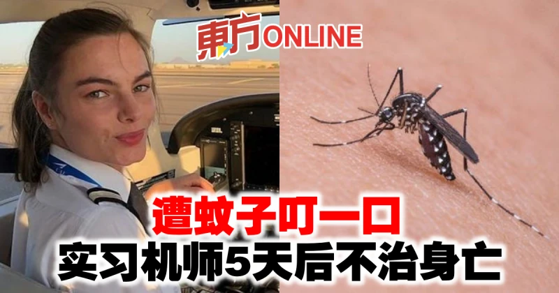 遭蚊子叮一口　實習機師5天後不治身亡