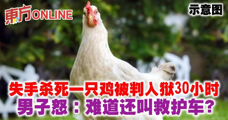 失手殺死一隻雞被判入獄30小時　男子怒：難道還叫救護車？