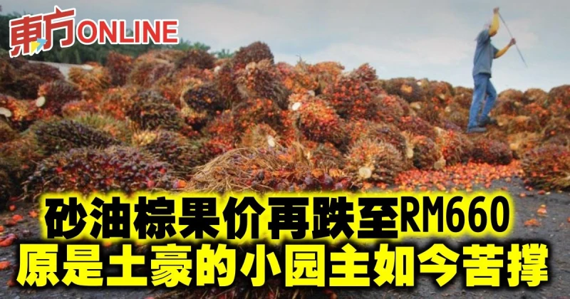 砂油棕果價再跌至RM660　原是土豪的小園主如今苦撐
