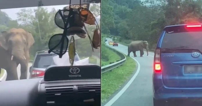 野象闖公路受刺激攻擊車子 二女子回家路驚魂