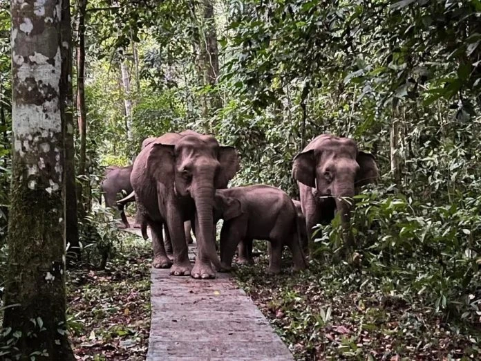 小矮象「搗亂」闖入破壞 達瑙基朗研究中心一片狼藉