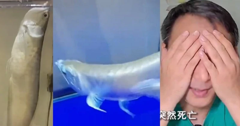 養3年市值20萬「龍吐珠」暴斃　飼主含淚清蒸吃了贊嫩滑