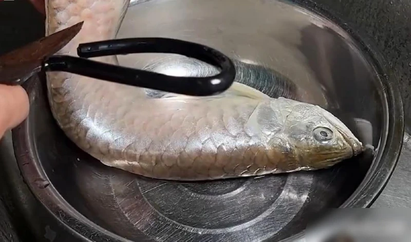 養3年市值20萬「龍吐珠」暴斃　飼主含淚清蒸吃了贊嫩滑