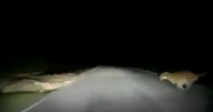 罕見意外!老虎被撞滾動一圈後離去 動保局:該老虎或具攻擊性