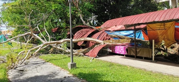狂風吹襲古達大樹倒 行人道蓋頂檔口毀損