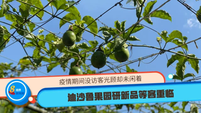 疫情期間沒訪客光顧卻未閒著 迪沙魯果園研新品等客重臨