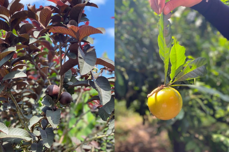 疫情期間沒訪客光顧卻未閒著 迪沙魯果園研新品等客重臨