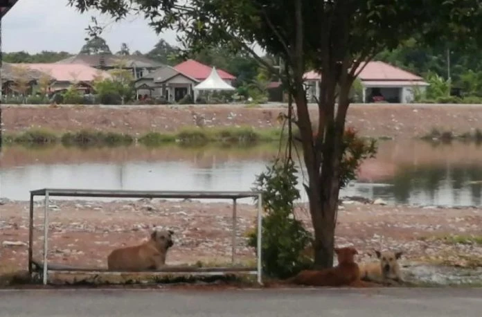 接連2宗野狗襲人 一人摔摩哆骨折…一人遭7狗圍攻