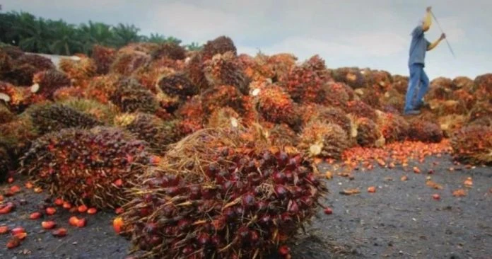 買家轉向最大生產國—印尼  大馬6月棕油庫存上漲