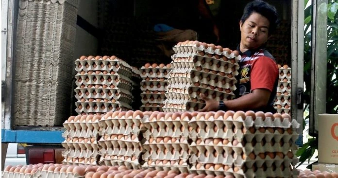 雞蛋價格沒有上升 業者:大馬雞蛋業將「死亡」