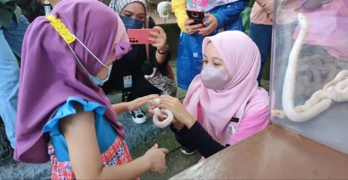 慶716世界蛇日　緬甸蟒蛇寶寶露面與人互動