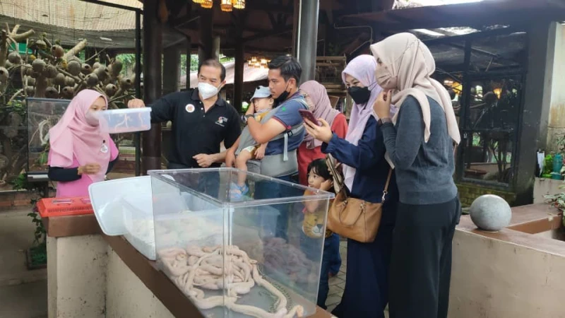 慶716世界蛇日　緬甸蟒蛇寶寶露面與人互動