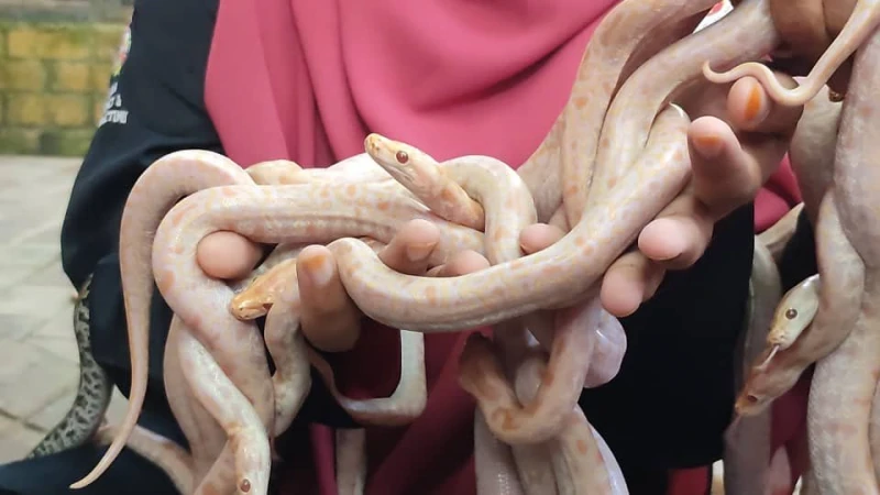 慶716世界蛇日　緬甸蟒蛇寶寶露面與人互動