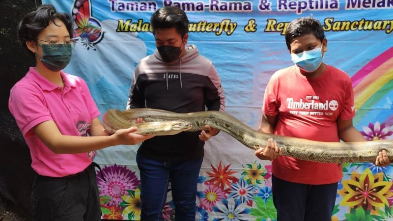 慶716世界蛇日　緬甸蟒蛇寶寶露面與人互動