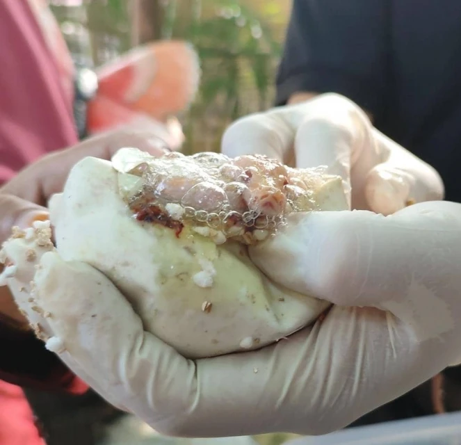 慶716世界蛇日　緬甸蟒蛇寶寶露面與人互動