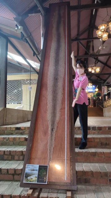 慶716世界蛇日　緬甸蟒蛇寶寶露面與人互動