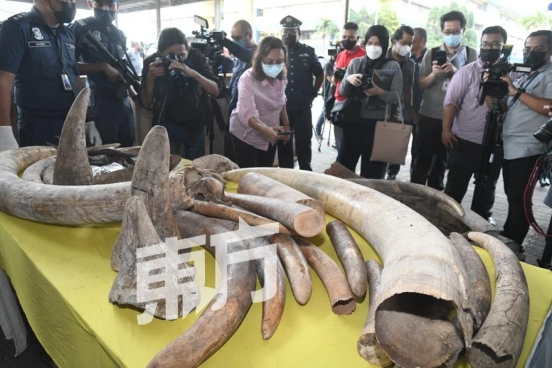 關稅局破8000萬令吉野生動物走私案　起6000公斤象牙29公斤犀牛角等
