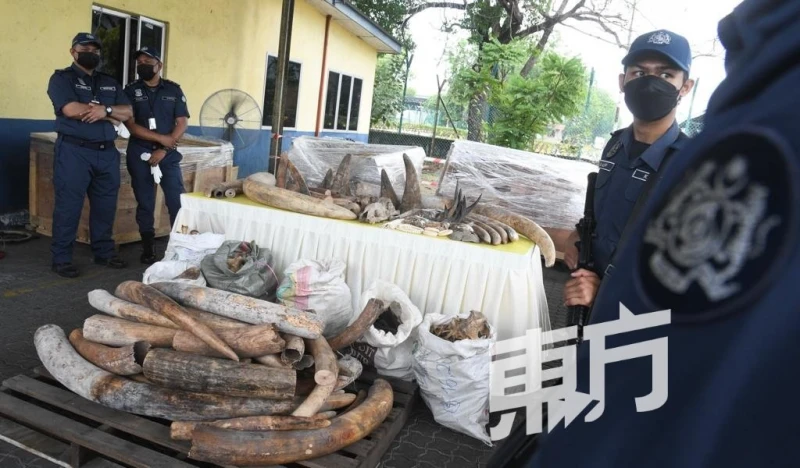 關稅局破8000萬令吉野生動物走私案　起6000公斤象牙29公斤犀牛角等