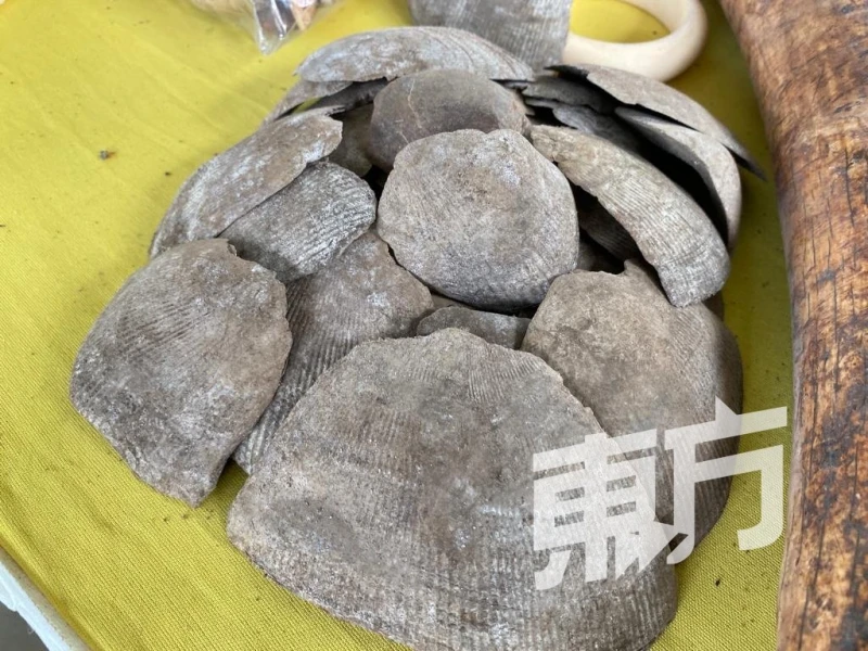 關稅局破8000萬令吉野生動物走私案　起6000公斤象牙29公斤犀牛角等