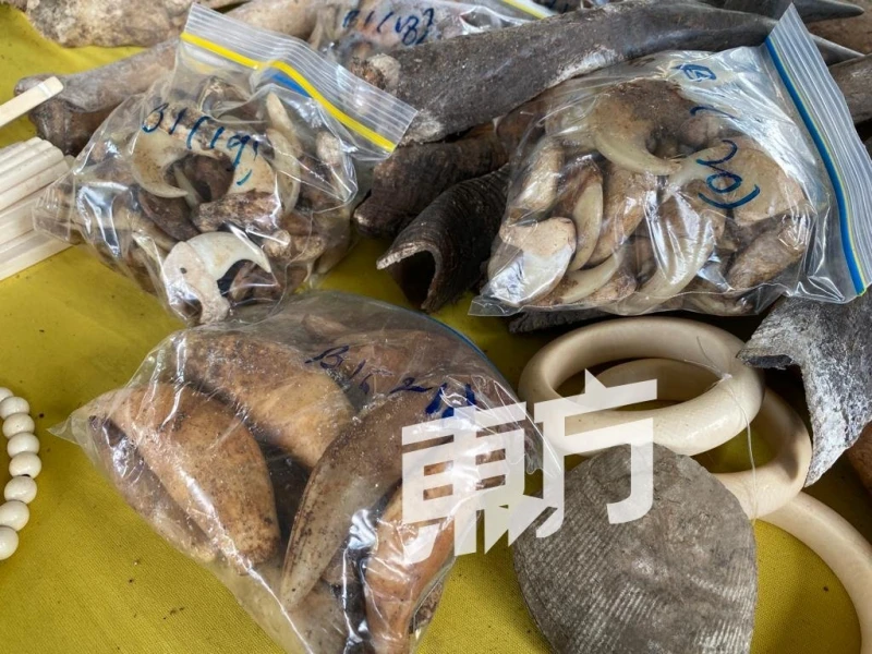 關稅局破8000萬令吉野生動物走私案　起6000公斤象牙29公斤犀牛角等