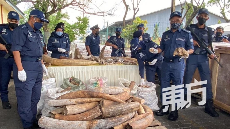 關稅局破8000萬令吉野生動物走私案　起6000公斤象牙29公斤犀牛角等