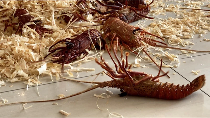 馬國四灣島受疫情衝擊旅客大減 業者：盼渡輪服務帶動旅遊業