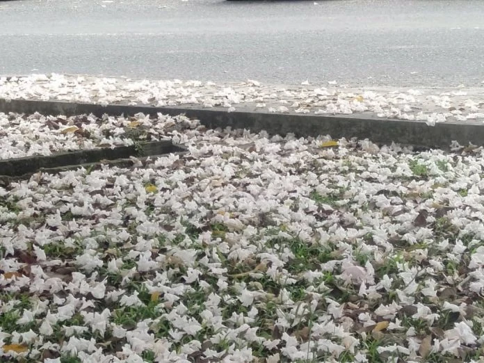 大馬「櫻花」盛開了!為根市點綴另一種悽美