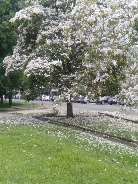 大馬「櫻花」盛開了！為根市點綴另一種悽美