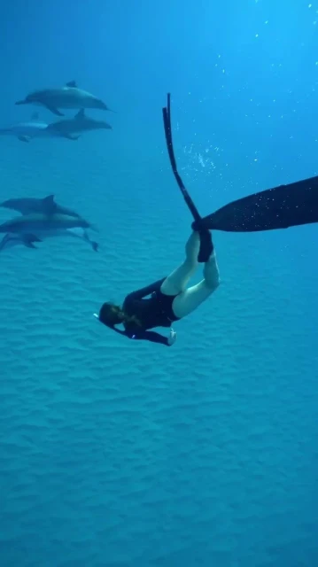 夏威夷潛水巧遇奇景　李施嬅：「緣份…讓我遇上他們」