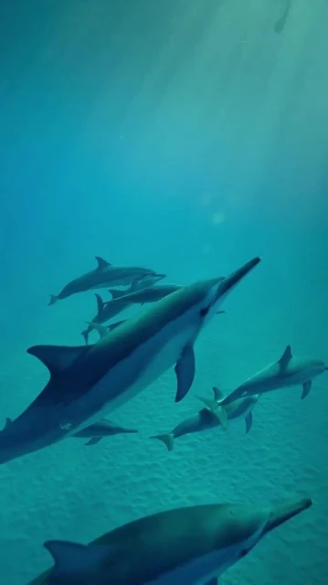 夏威夷潛水巧遇奇景　李施嬅：「緣份...讓我遇上他們」