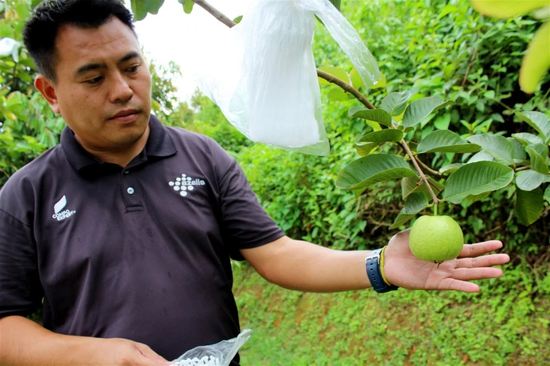 台灣紅心芭樂口在本地種　施肥份量需多30%