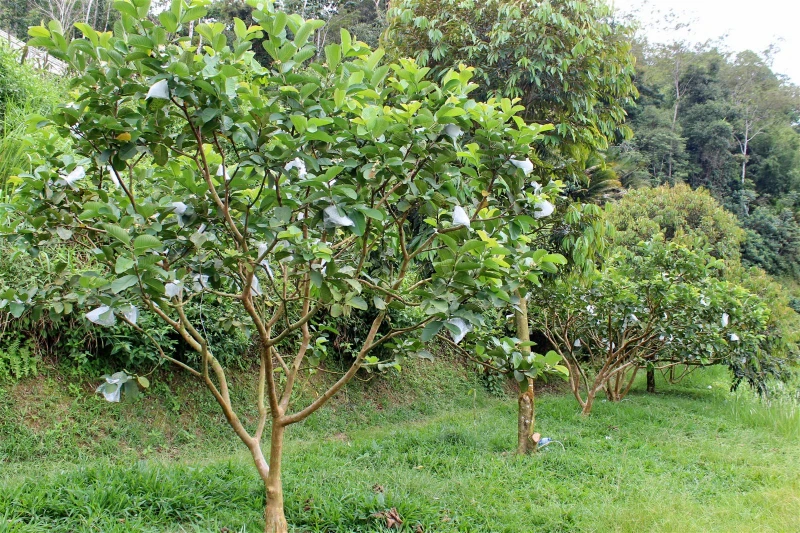 台灣紅心芭樂口在本地種　施肥份量需多30%