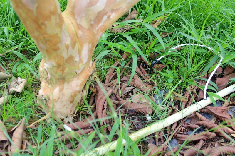 台灣紅心芭樂口在本地種　施肥份量需多30%