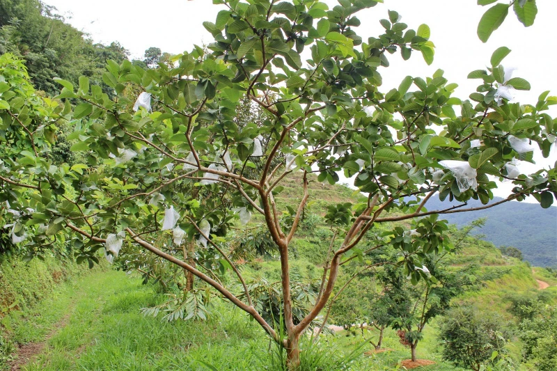 台灣紅心芭樂口在本地種　施肥份量需多30%