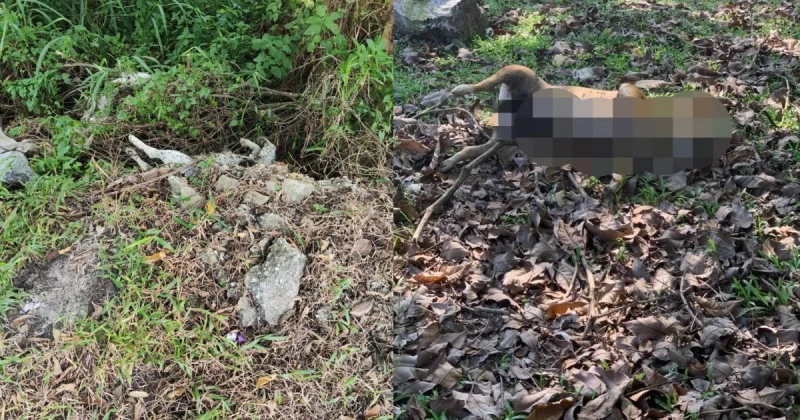 逾10隻狗疑遭毒死　郭子毅吁市議會關注流浪狗問題