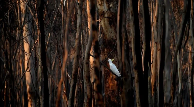 澳洲政府報告：當地環境陷入「災難性」衰退，野生動物面臨絕種