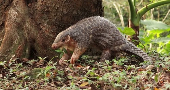 邦奎：有其他考量 湖穿山甲庇護所擱置